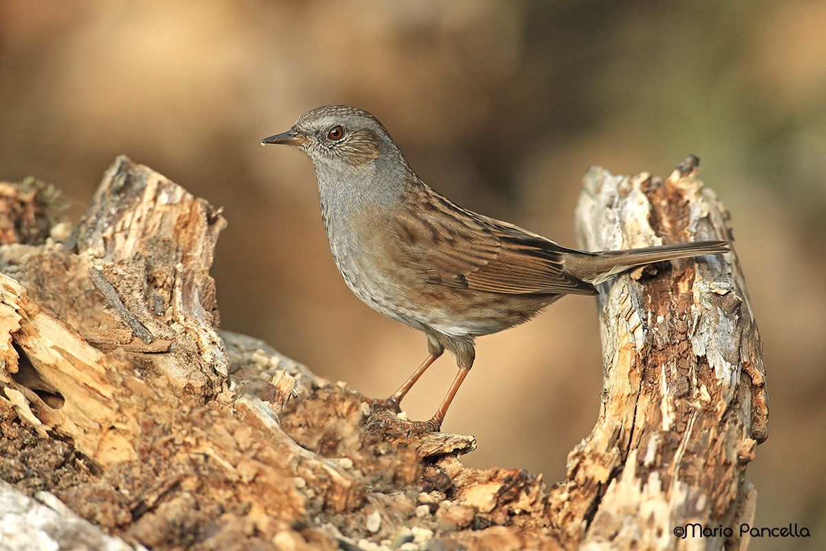 Passera scopaiola (Prunella modularis)