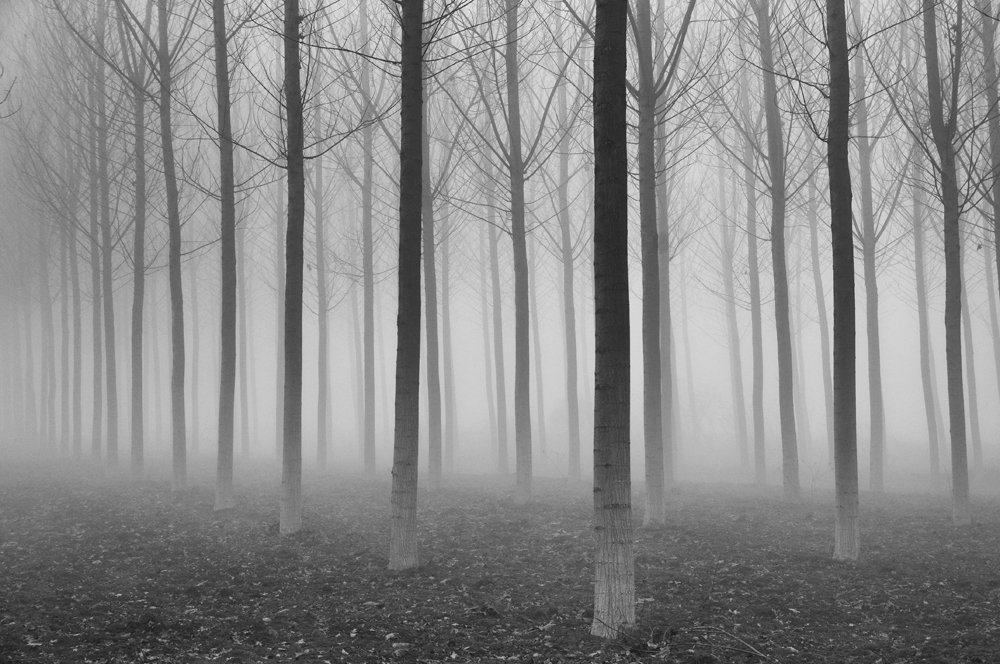 la foresta incantata