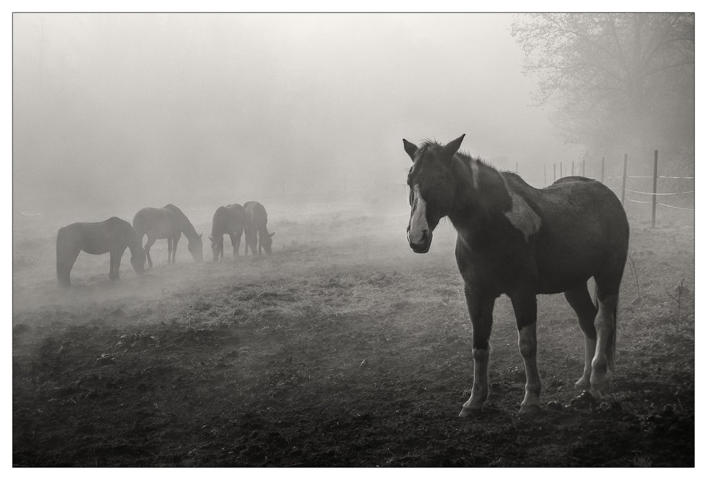 Cavalli nella nebbia