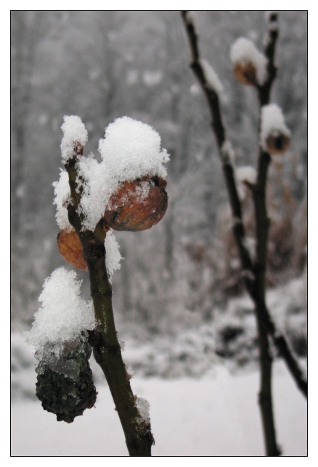 Fichi secchi e congelati...