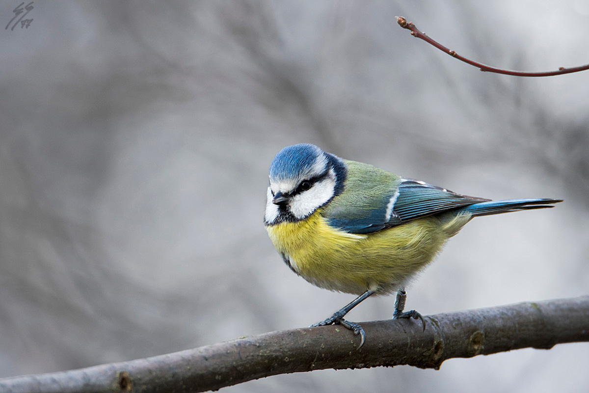 ..cyanistes caeruleus..