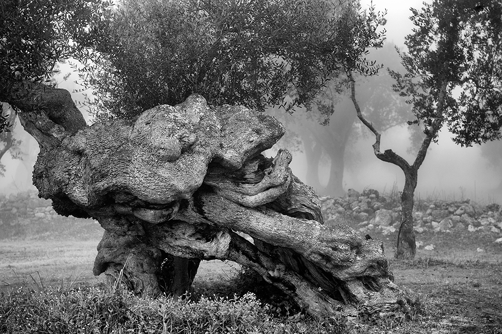 L'espressione di un grande vecchio