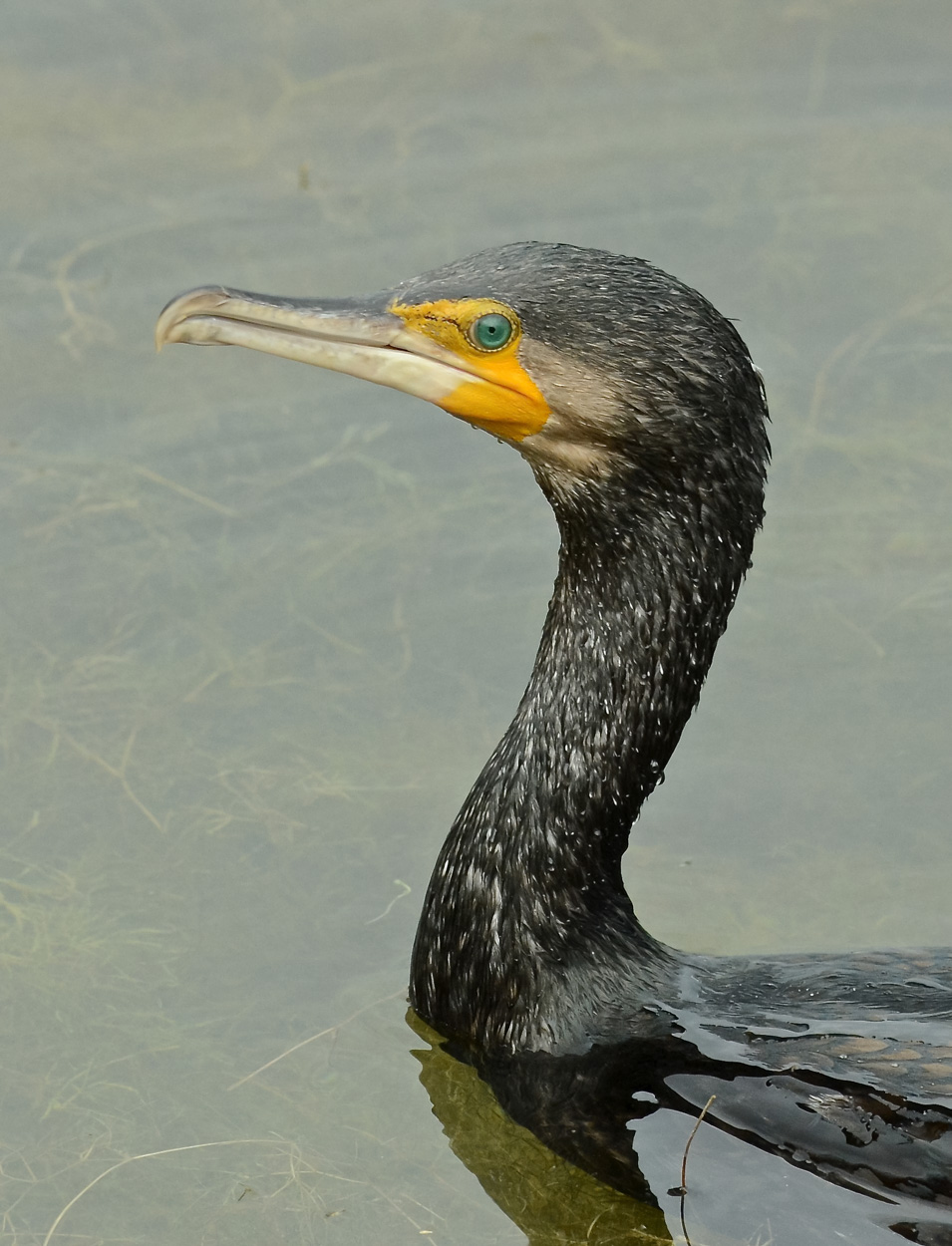 Ritratto di cormorano