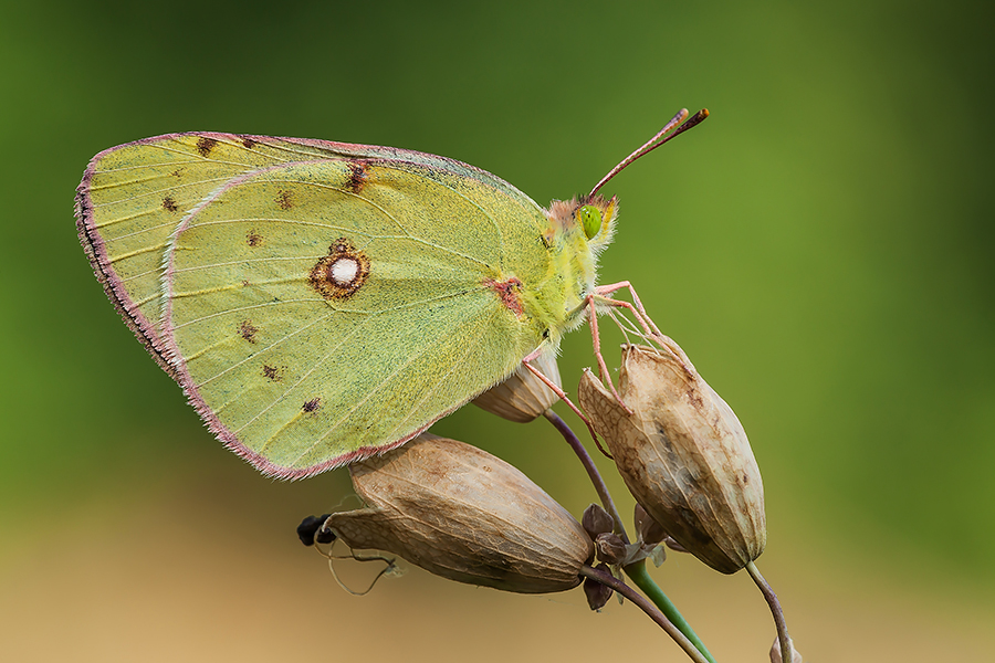 Colias crocea