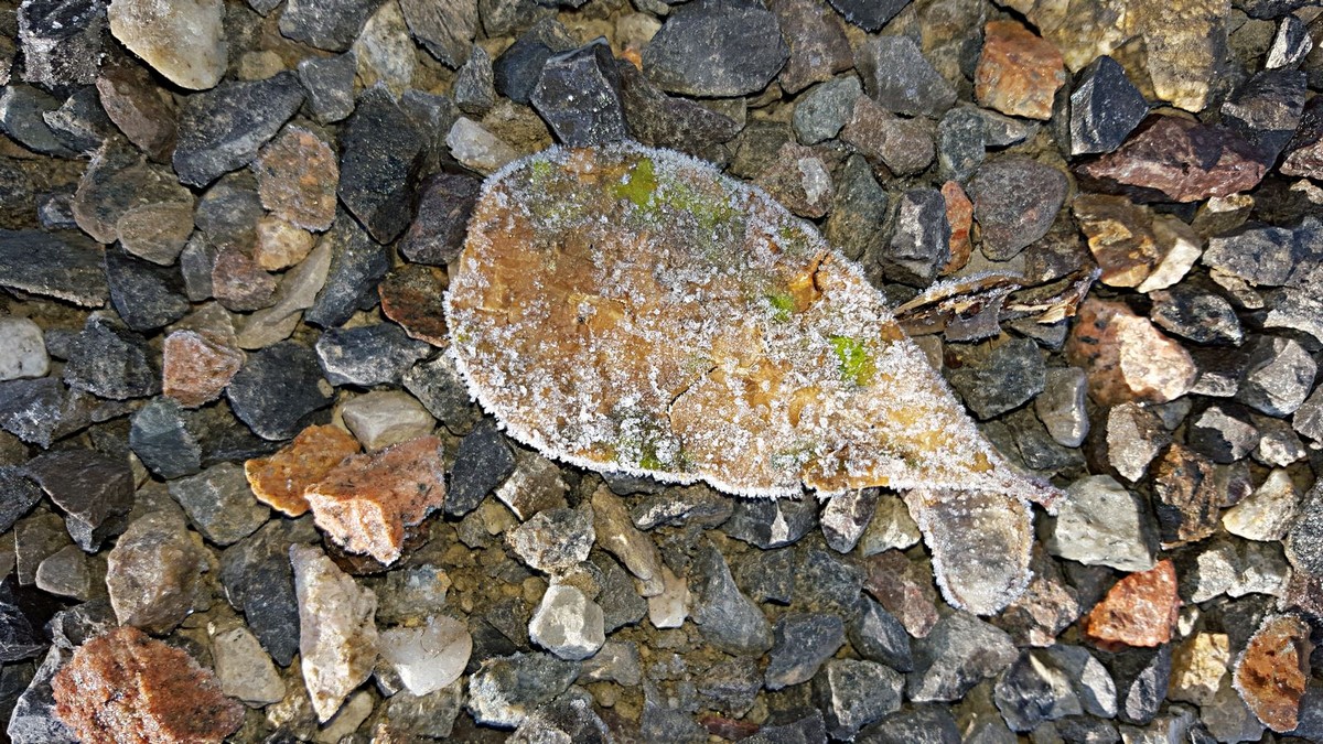 Foglia Gelata tra sassi