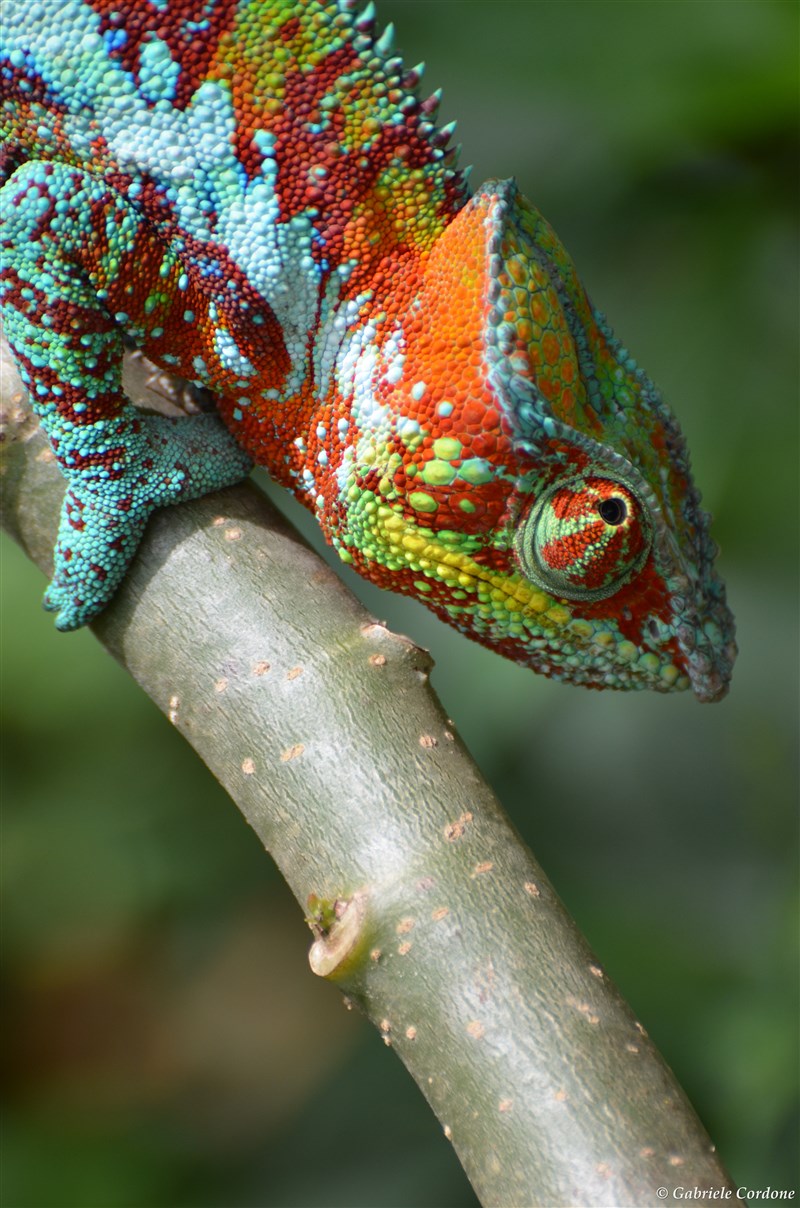 Furcifer pardalis (Camaleonte pantera)