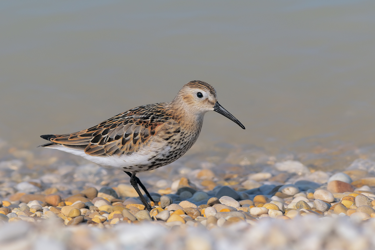 Piovanello pancianera (Calidris alpina)