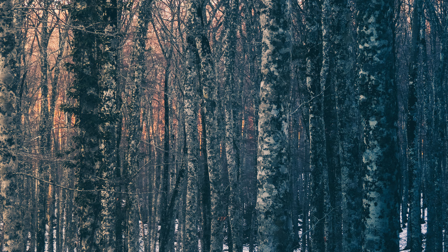 nel profondo del bosco...