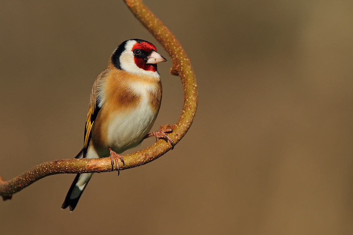 Cardellino in attesa