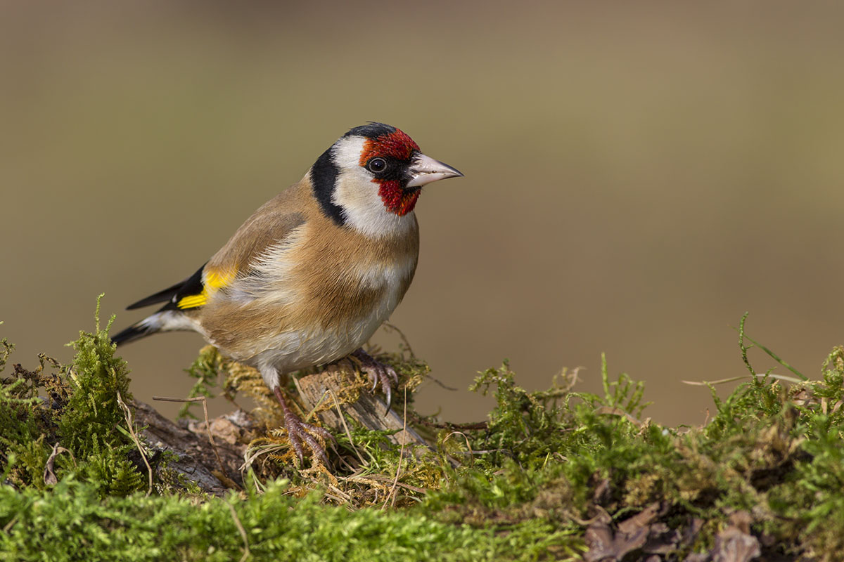 Cardellino (Carduelis carduelis) -