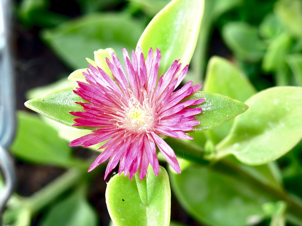Fiore