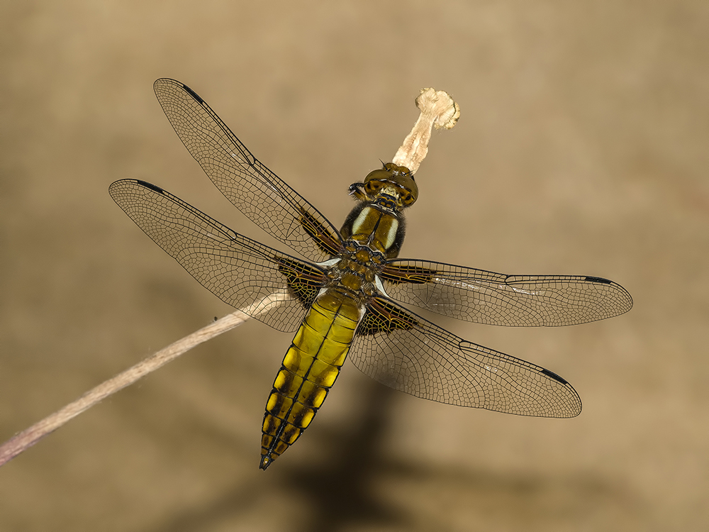 libellula depressa