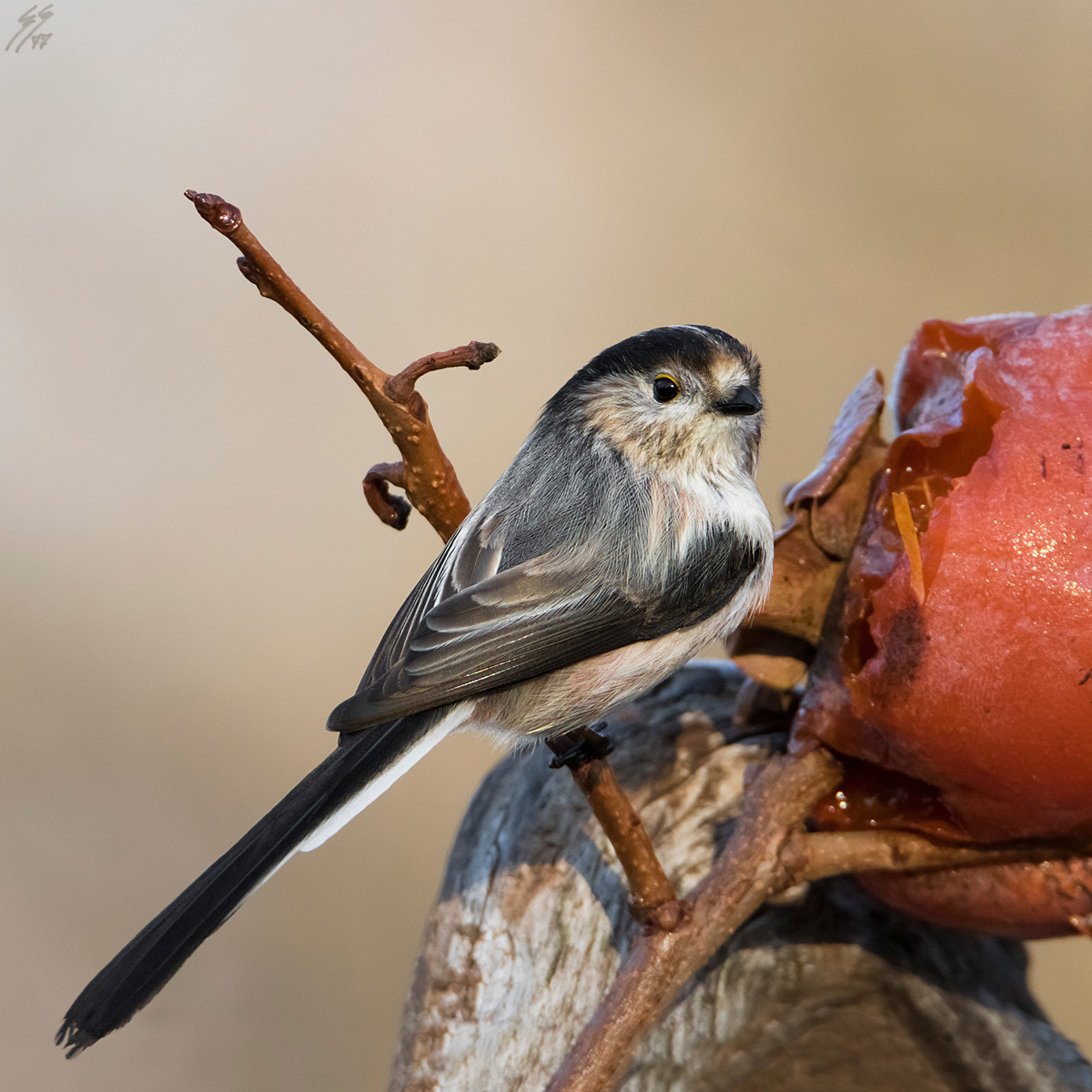 ..aegithalos caudatus..