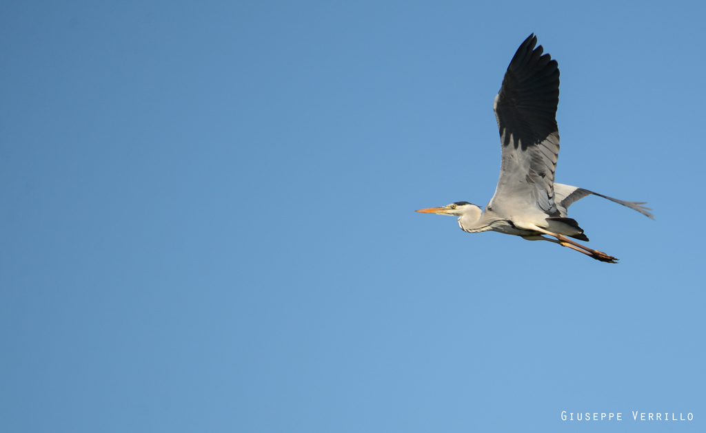 Riserva naturale: Airone
