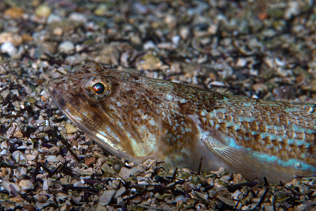 Pesce lucertola