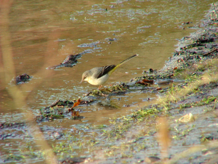 Prove DCR 2020 Pro - 1