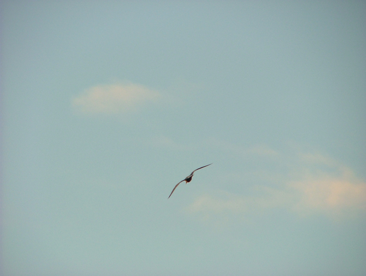 prova dcr 2020 pro - 3