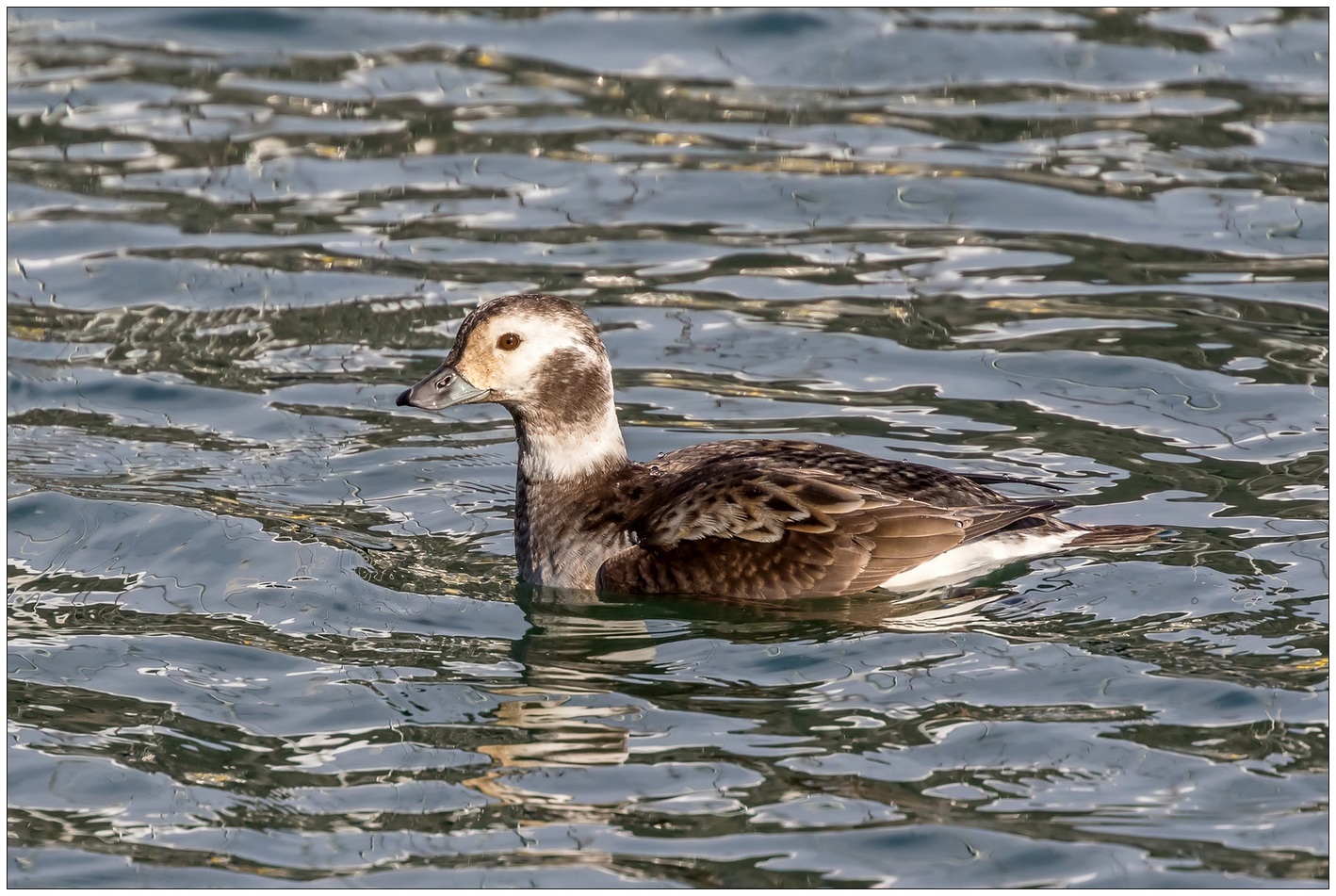 Moretta Codona femmina