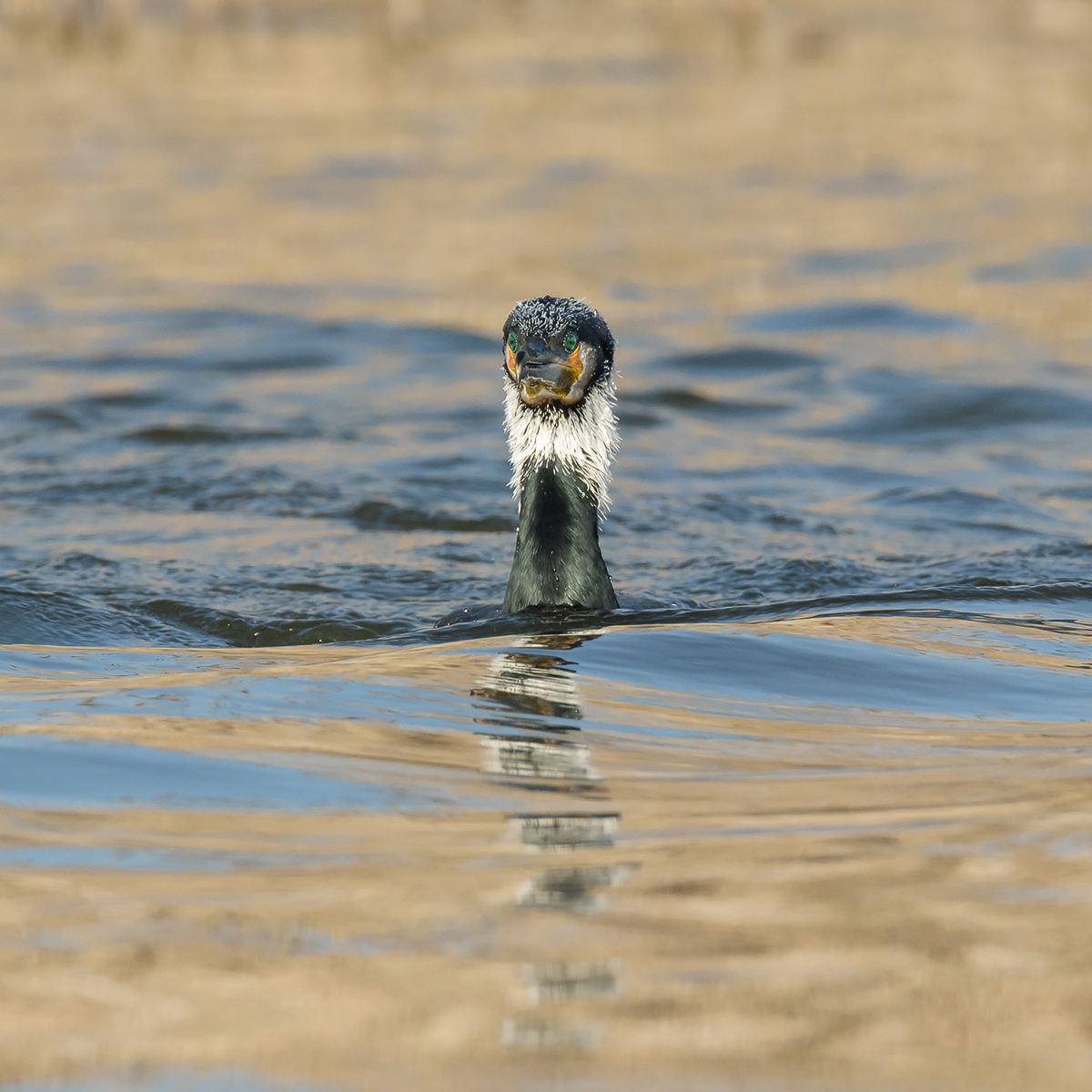 Uno strano periscopio