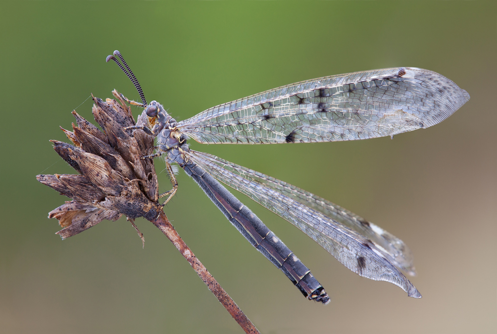 Distoleon tetragrammicus (Fabricius, 1798)