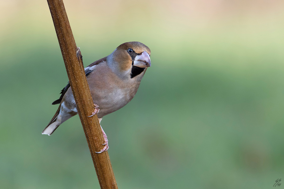 ..coccothraustes coccothraustes..
