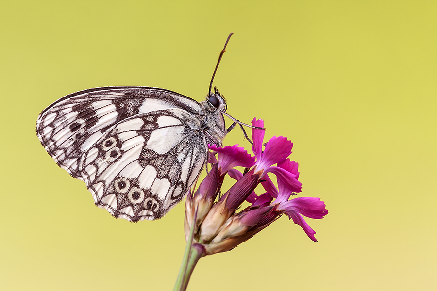 Melanargia galathea