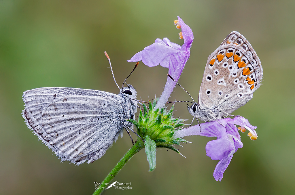 Polyommatus (Lysandra) coridon e Polyommatus sp.
