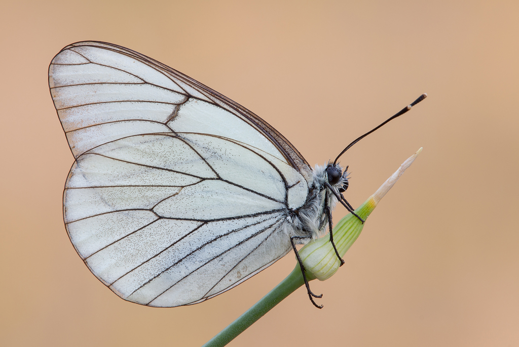 Aporia crataegi femmina