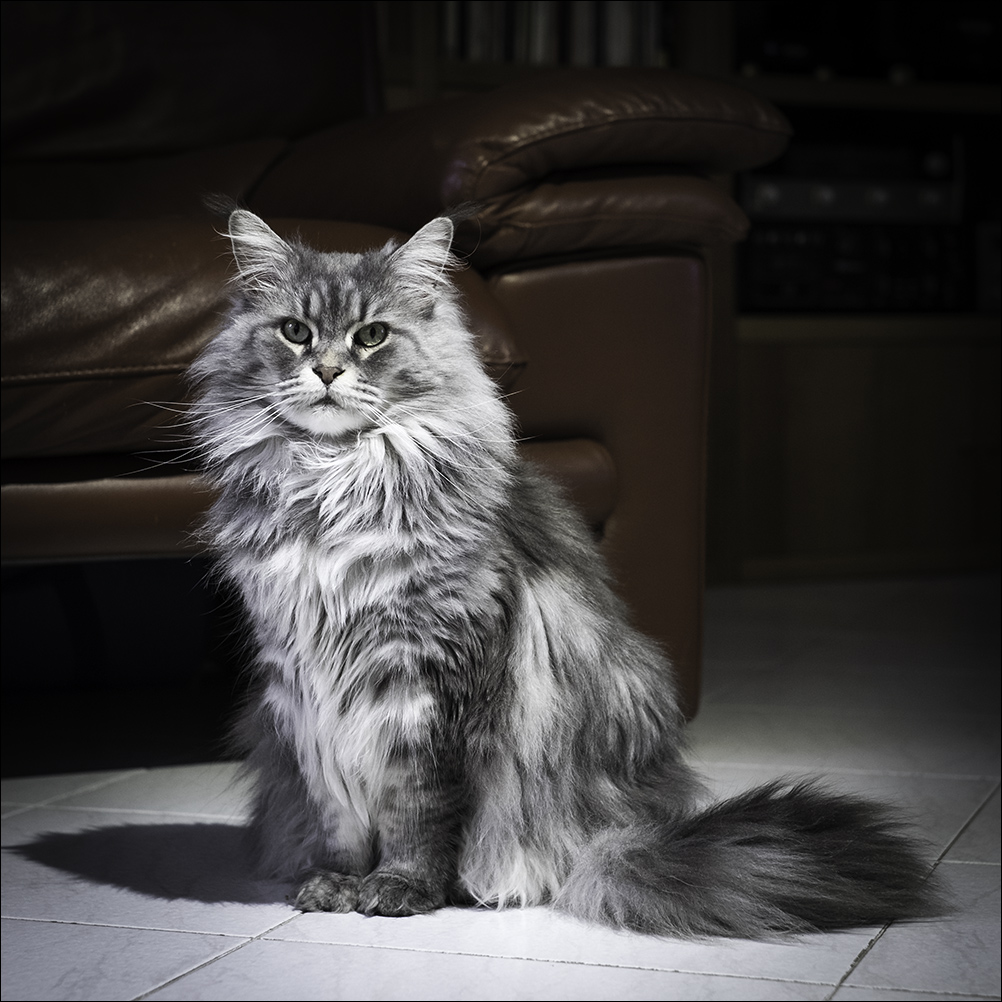 Zenobia in versione informale.