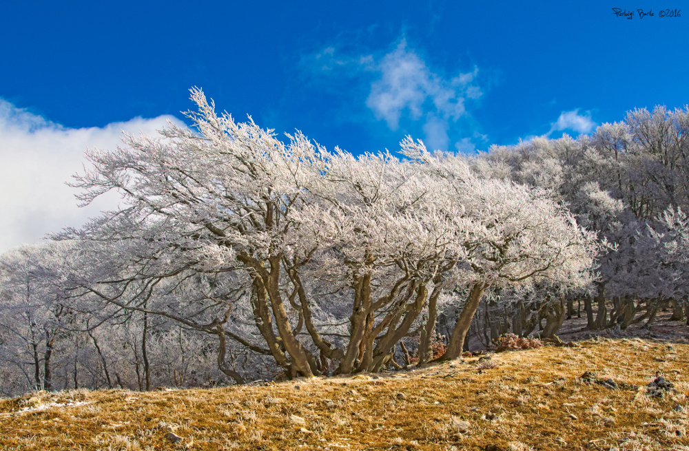 Faggio imbiancato 2.0