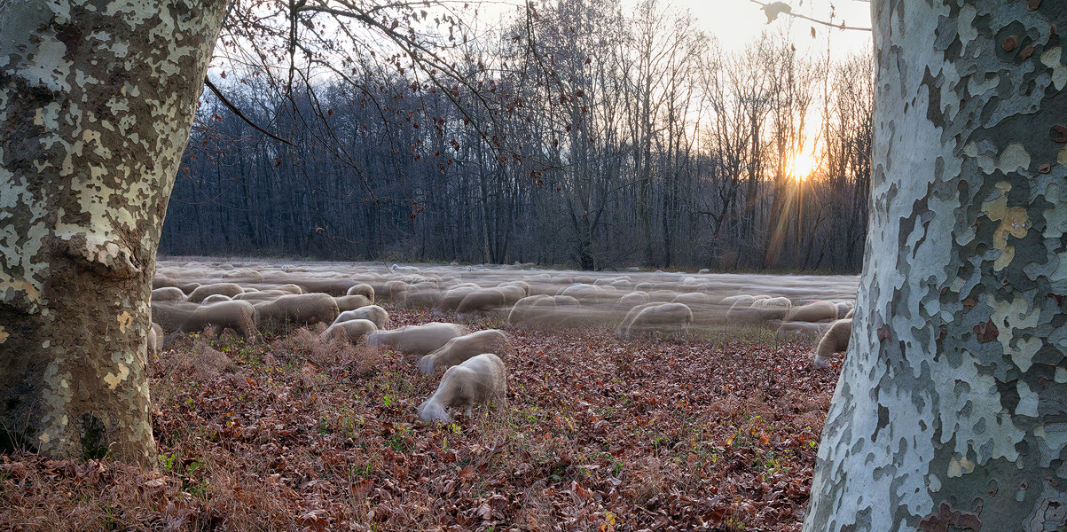 Gregge in movimento