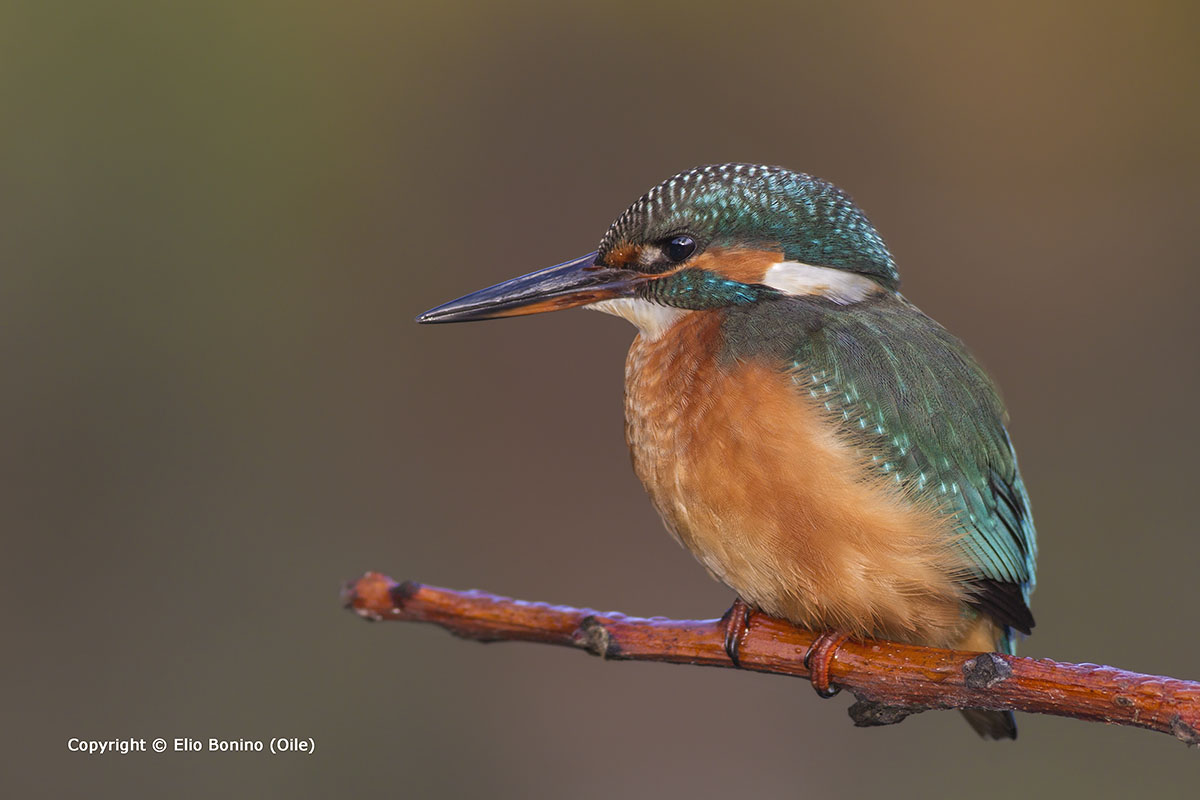 Martin pescatore comune o martin pescatore europeo (Alcedo atthis)