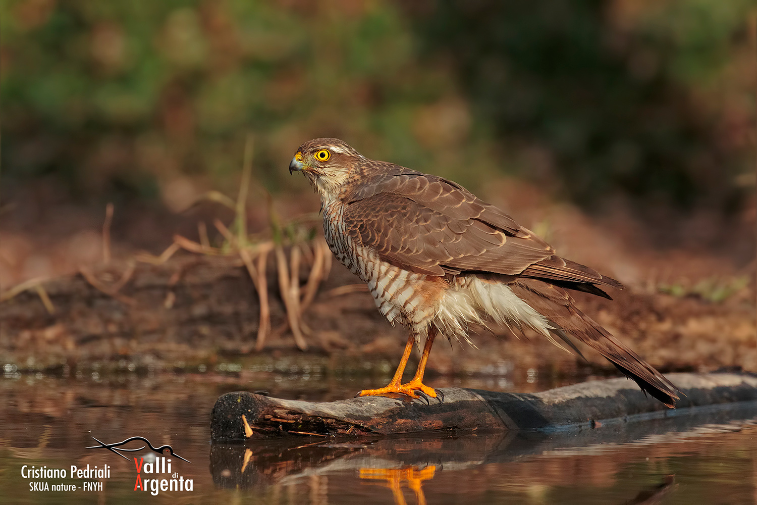 Sparviere all'abbeverata
