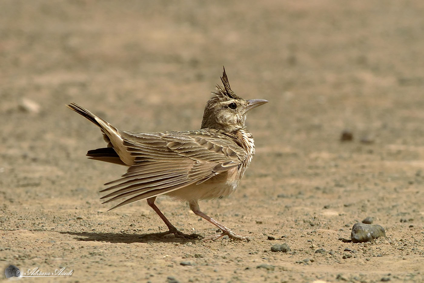 galerida cristata ( cappellaccia )