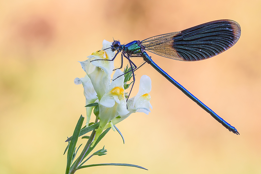 Calopteryx splendens
