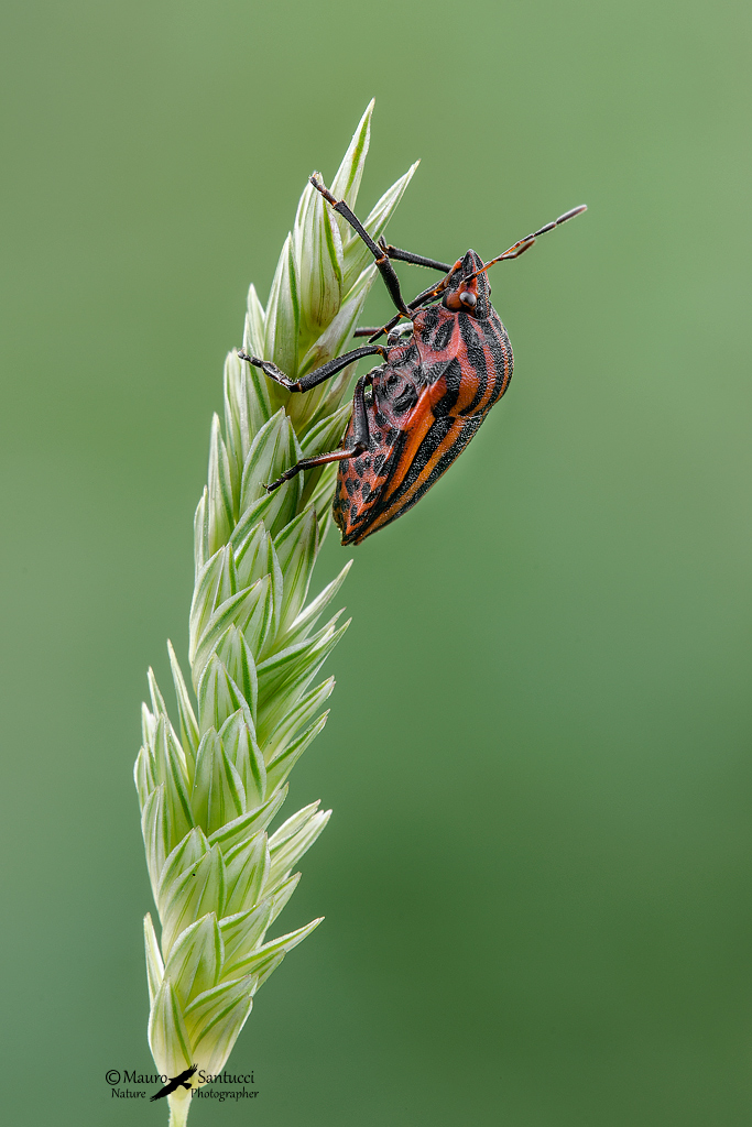 Milanista_Graphosoma lineatum