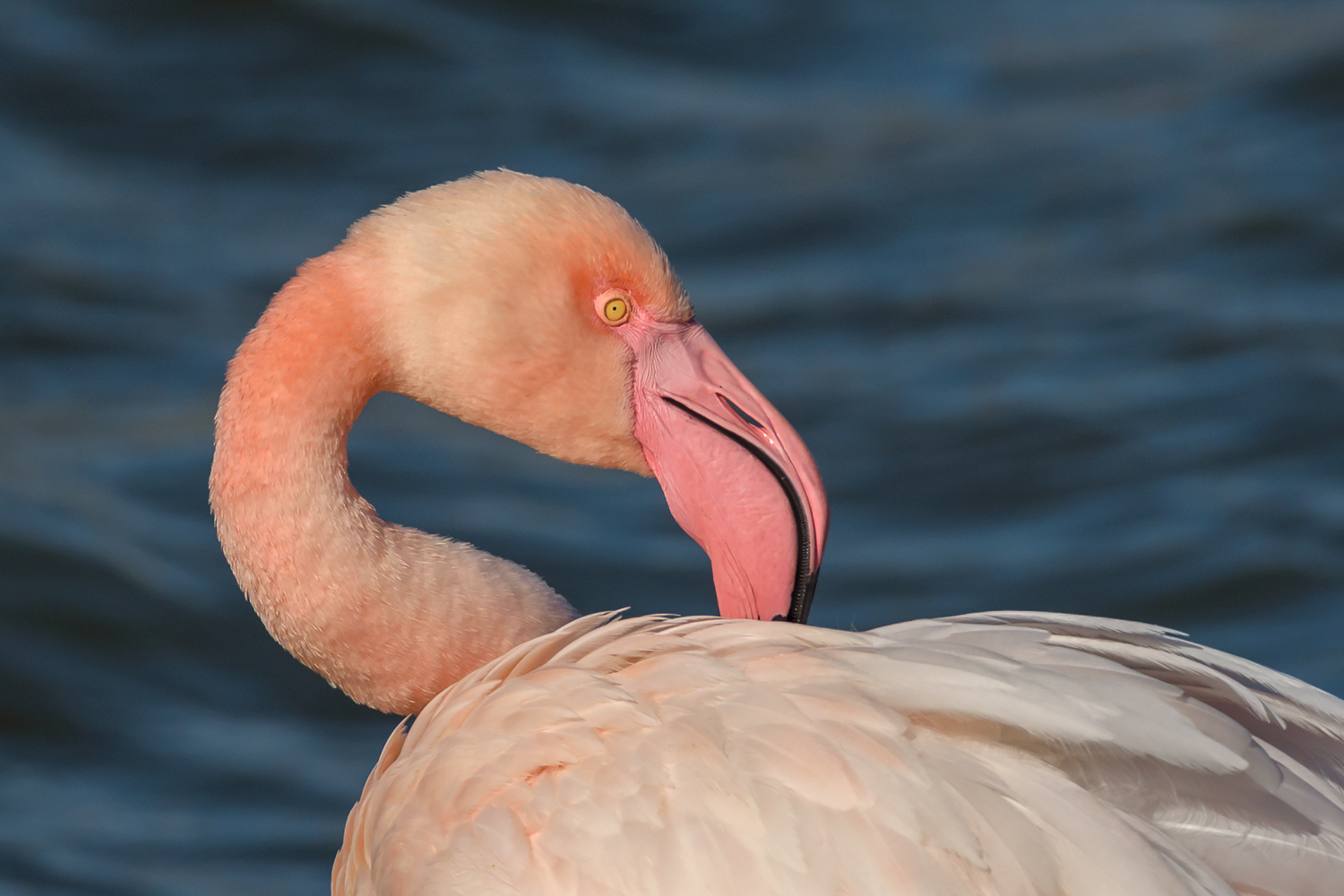 Ritratto di un fenicottero rosa