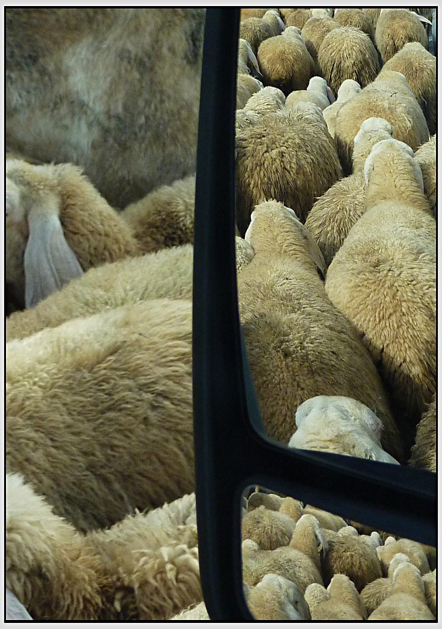 Il gregge, le greggi.