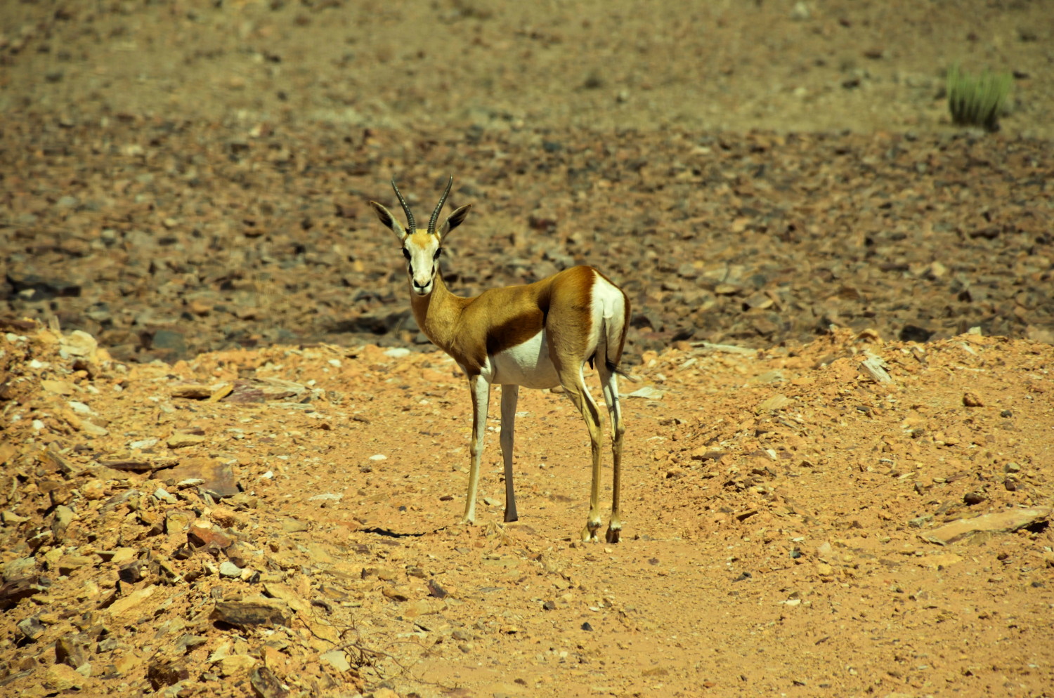 Springbok