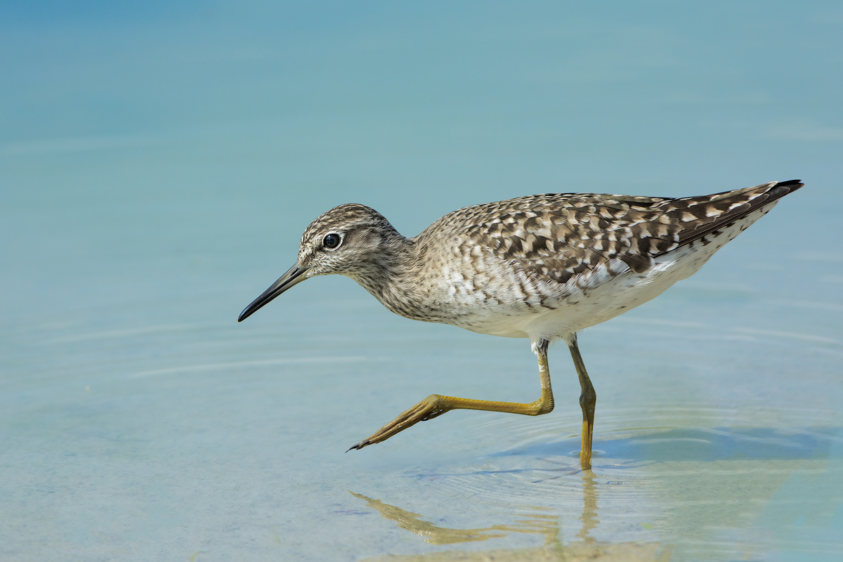 Piro-Piro boschereccio (Tringa glareola)