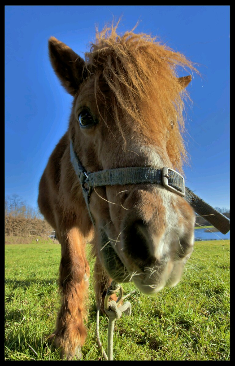 Dipende da come ti pony.