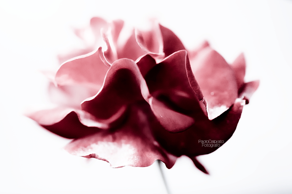 Non faccio foto di fiori