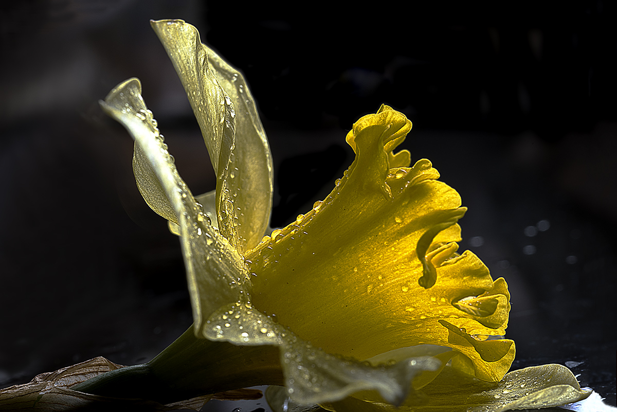 fior..di giunchiglia