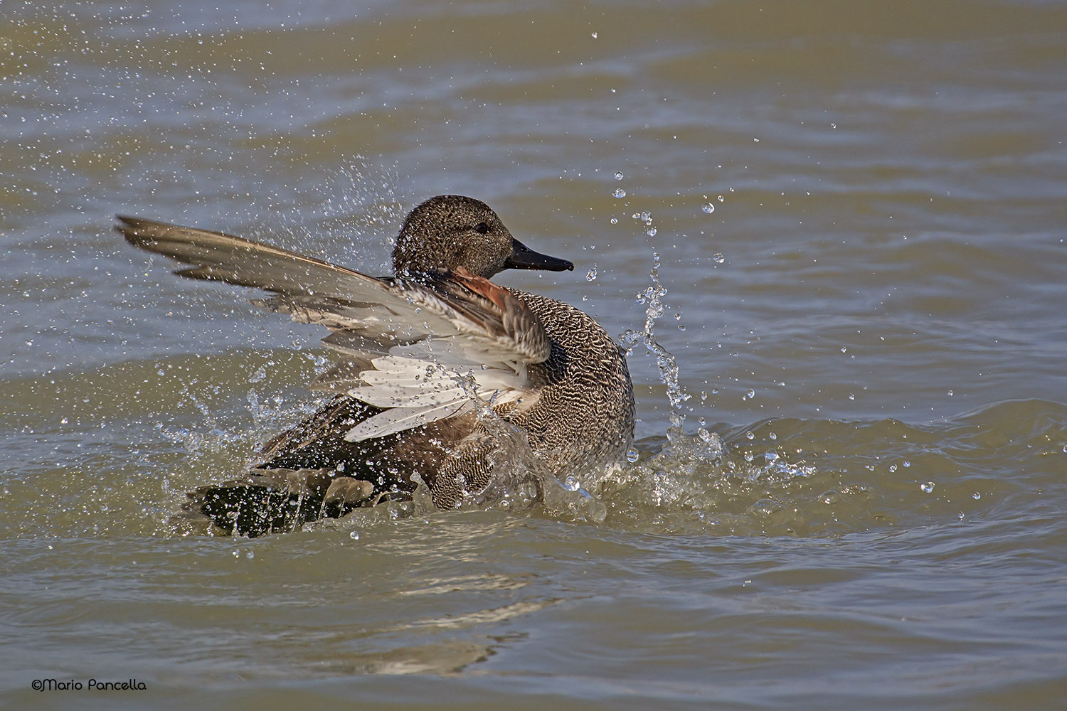 Canapiglia..Anas strepera