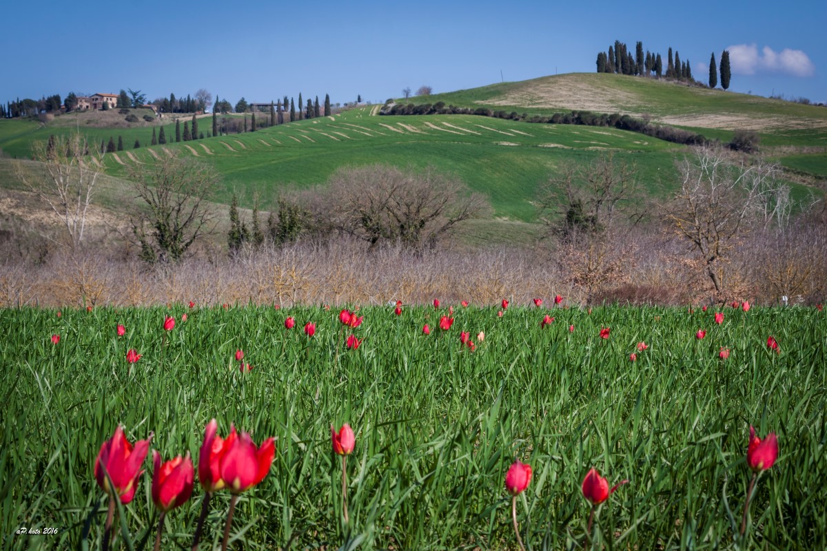 Prato Fiorito