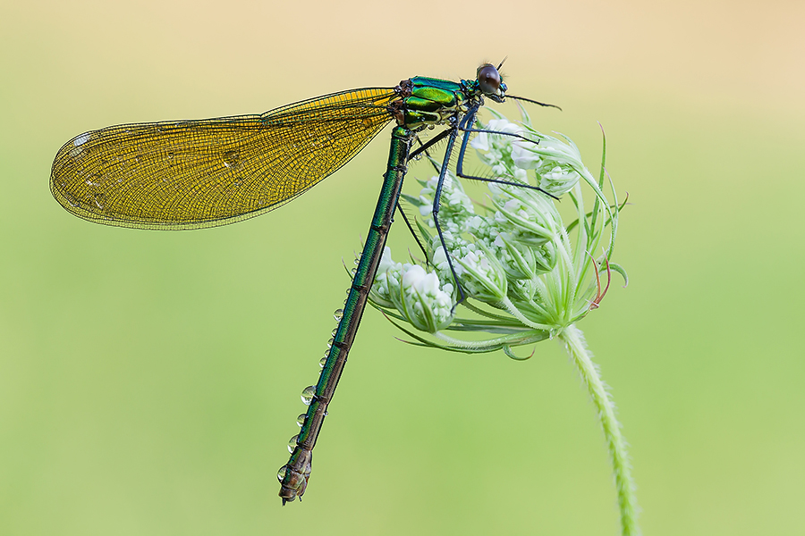 Calopteryx splendens