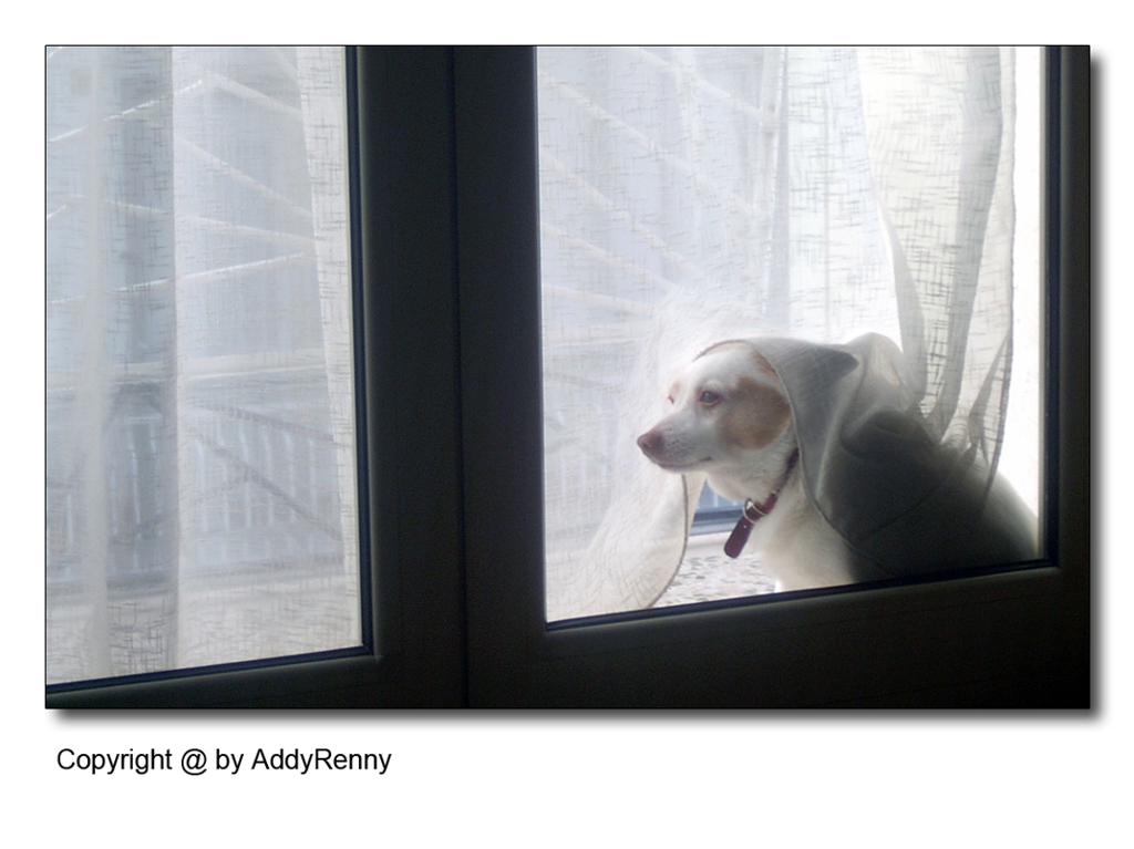 la lunga attesa......