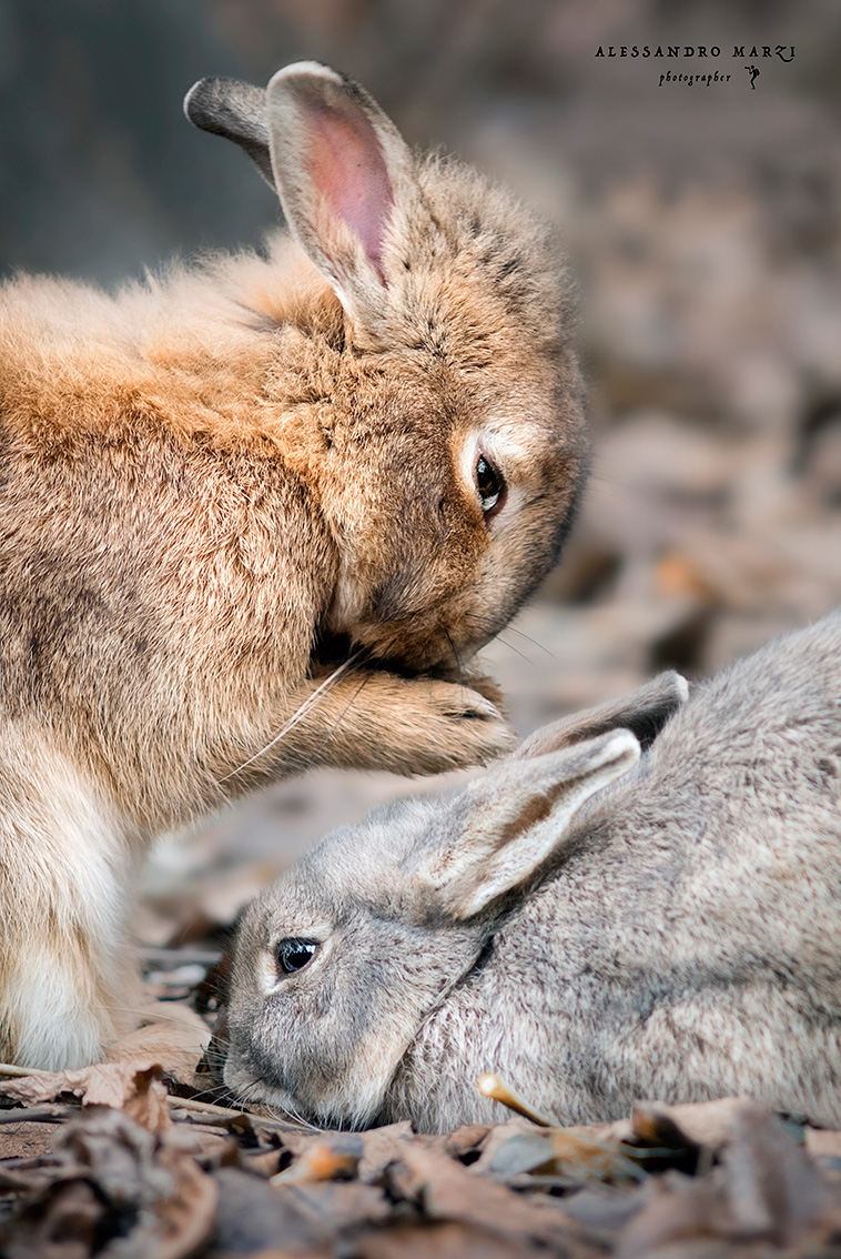 Cara ti prego perdonami!