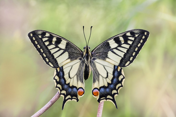 Swallowtail
