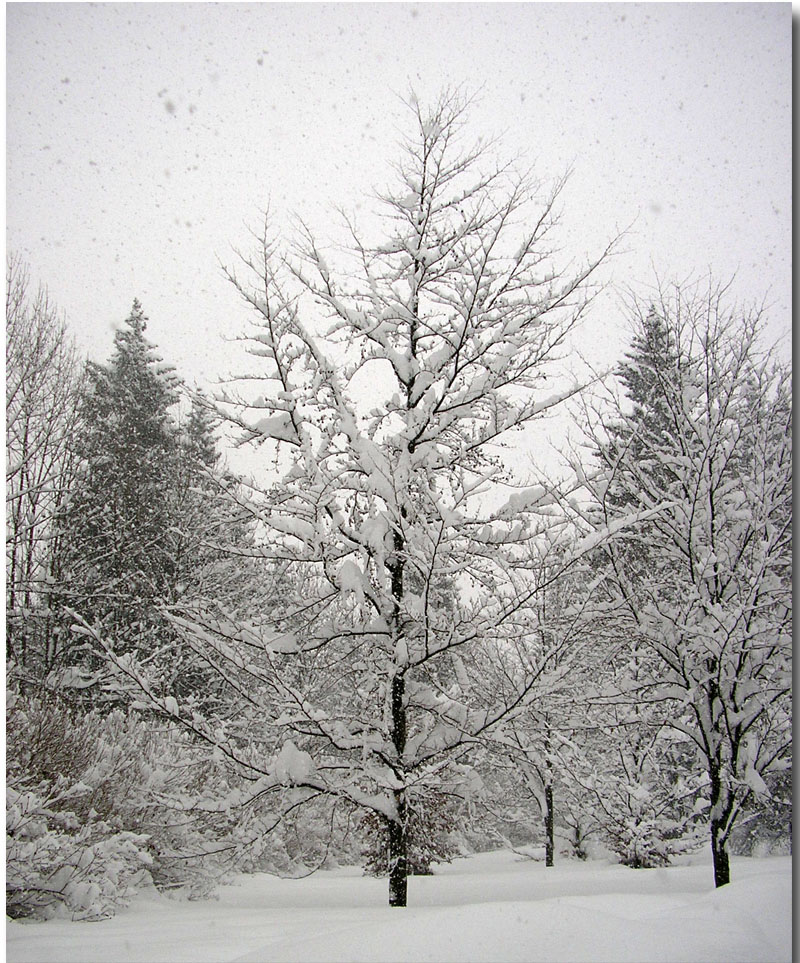 albero innevato